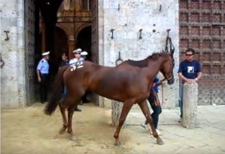 Palio di Siena: I cavalli del Palio,&nbsp;Gezabele