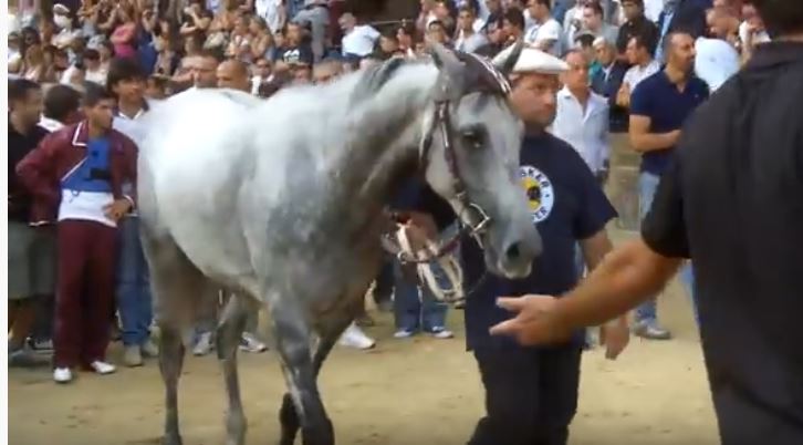 Palio di Siena: Guess – I cavalli del Palio di&nbsp;Siena