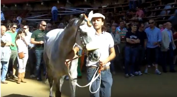 Palio di Siena: Indianos – I cavalli del Palio di&nbsp;Siena