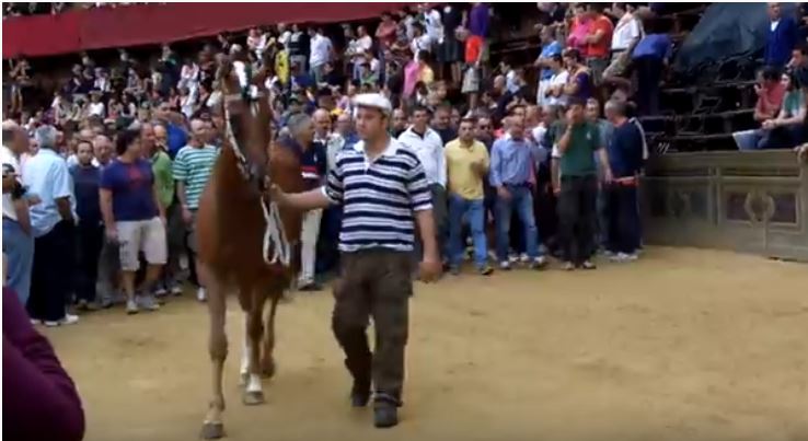 Palio di Siena: Lahib – I cavalli del Palio di&nbsp;Siena