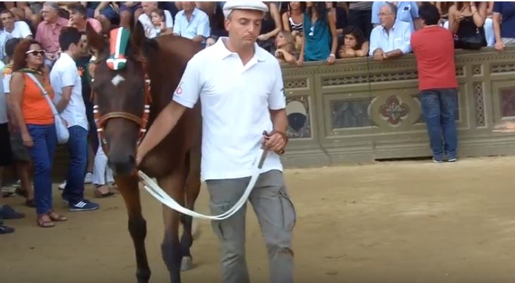 Palio di Siena, la seconda vita di Mississippi: La scuola di&nbsp;equitazione