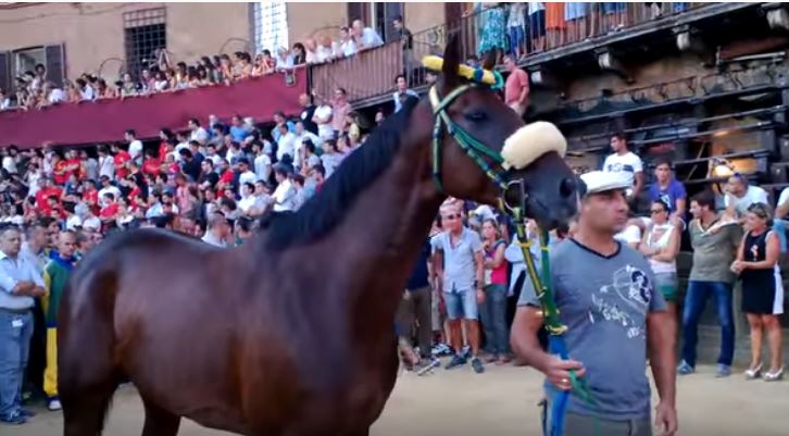 Palio di Siena: Mocambo – I cavalli del Palio di&nbsp;Siena