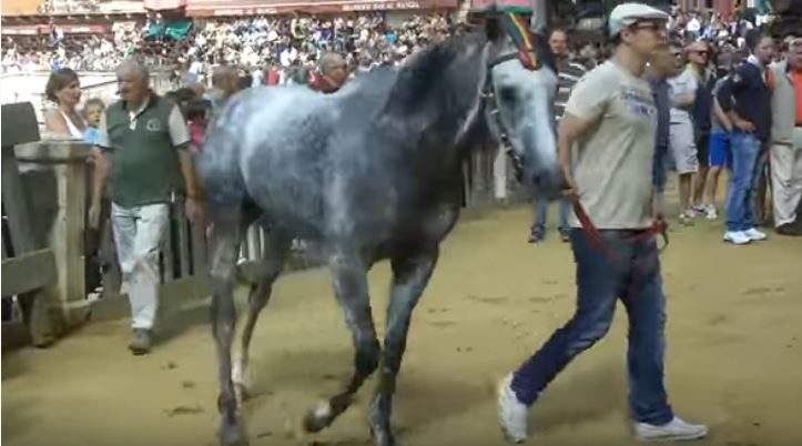 Palio di Siena: E’ morto il cavallo&nbsp;Oppio