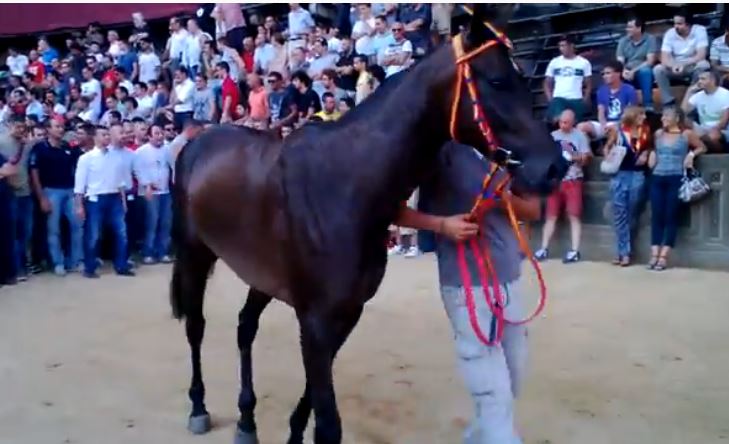 Palio di Siena: Phalena – I cavalli del Palio di&nbsp;Siena