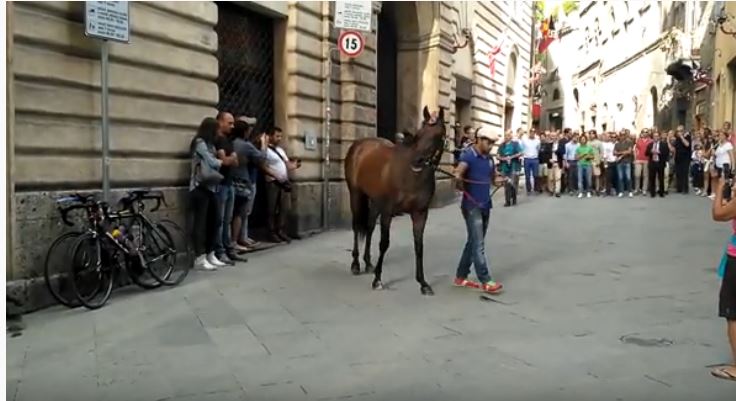 Palio di Siena: Phatos de&nbsp;Ozieri