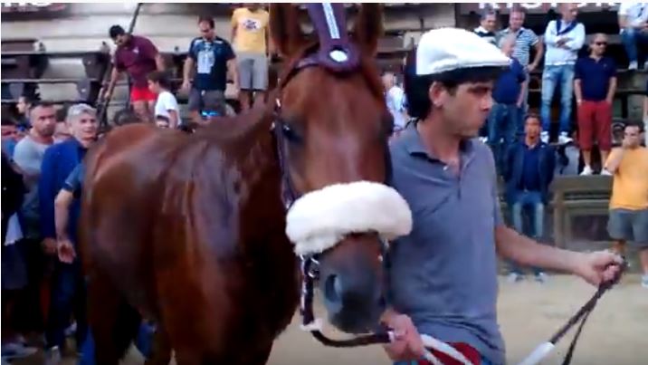 Palio di Siena: Polonski – I cavalli del Palio di&nbsp;Siena