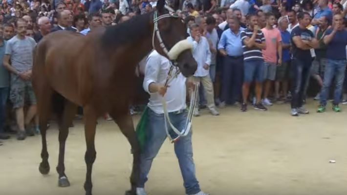 Palio di Siena: Quadrivia – I cavalli del Palio di&nbsp;Siena
