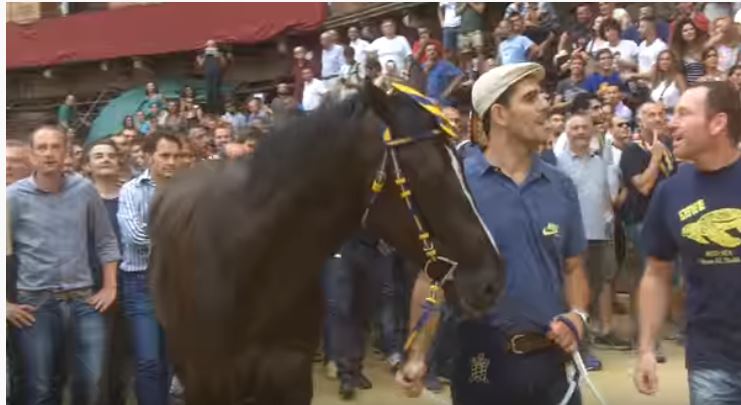 Palio di Siena: Querino – I cavalli del Palio di&nbsp;Siena