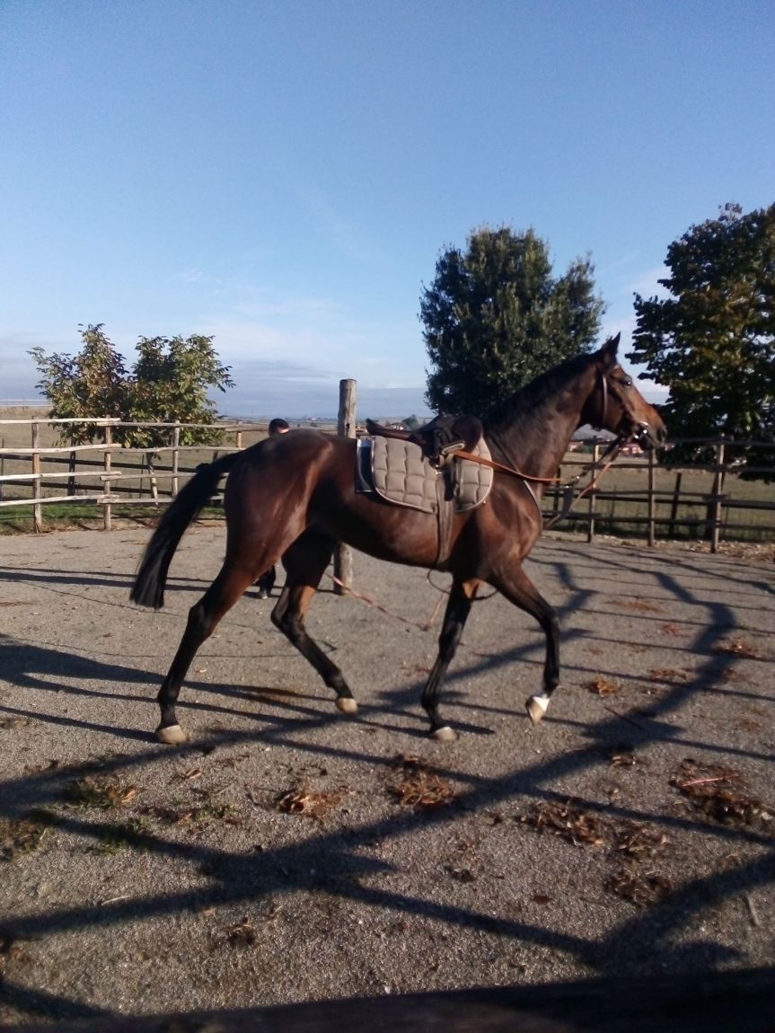 Palii e Corse: Il senese Federico Andreini ha acquistato il cavallo&nbsp;Vessillo