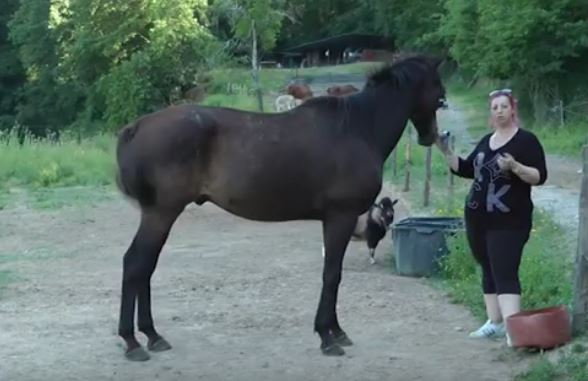 Palio di Siena: E’ morto Istriceddu, cavallo due volte&nbsp;vittorioso
