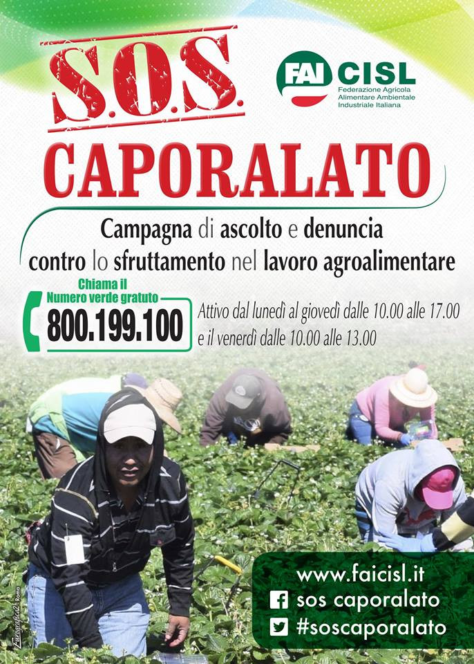 ISiena, Lavoro agricolo: Attivato il numero verde ”SOS Caporalato”