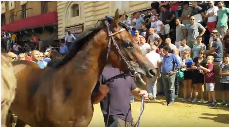 Palio di Siena: Tale e Quale, cavallo del Nicchio al Palio del 16 agosto&nbsp;2018