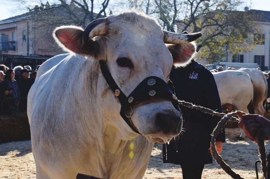 Astigiano: Da domani 07/12 e poi-08-09-11-15/12 382^ Fiera Nazionale Sua Maestà il bue grasso&nbsp;Moncalvo