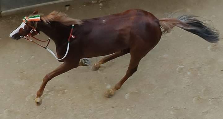 Palio di Siena: La pazienza dei cavalli –&nbsp;Remorex