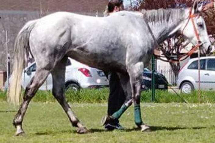 Siena: In vendita il cavallo Dafne da&nbsp;Clodia