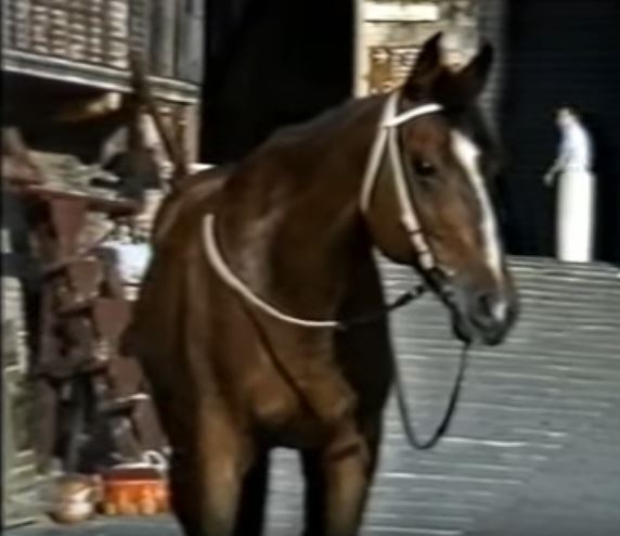 Palio di Siena: Video su&nbsp;Panezio