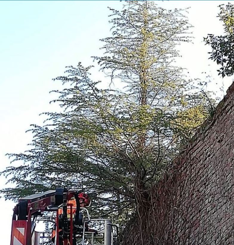 Siena: Rimosso abete nato e cresciuto sopra le&nbsp;mura
