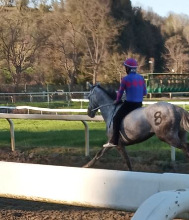 Palio di Buti, Contrada San Nicolao: Vanadio da Clodia il cavallo scelto per il Palio&nbsp;2020