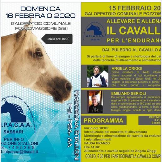 Ippica, Apiacaa, Pozzomaggiore (SS): 15/02 Allevare e Allenare il cavallo per Endurance, 16/02 Rassegna Stalloni&nbsp;2020