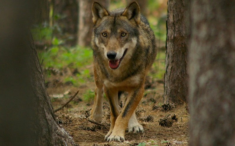 Provincia di Siena, Lupi ancora all’attacco nel senese: Straziati agnelli e&nbsp;pecore