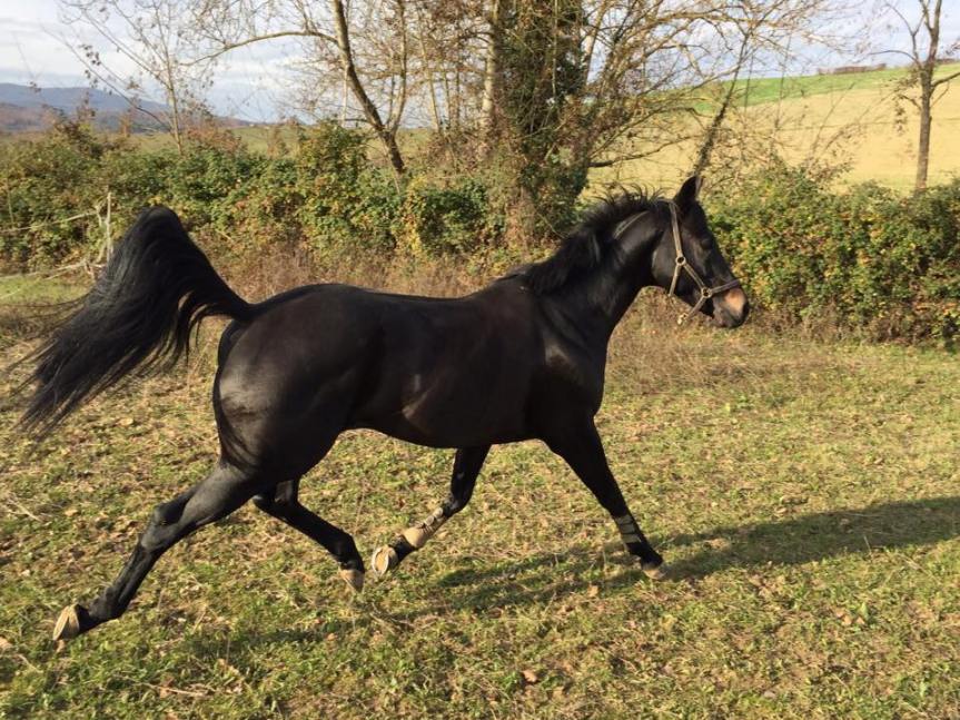 Ippica: E’ possibile portare le fattrici alle stazioni di&nbsp;monta