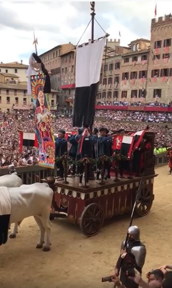 Palio di Siena, I bovi del Carroccio si allenano: Pronti per i Palii del&nbsp;2022