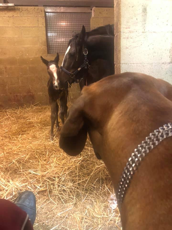 Ippica: Oggi 26/02 alla Scuderia da Clodia è nato un puledro Razza Purosangue&nbsp;Italiano