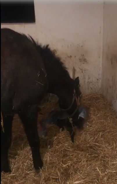 Ippica, Il mondo dei cavalli: Bellissimo video della madre che accudisce il puledro appena&nbsp;nato