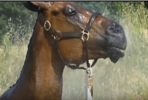 Italia: Modello di autodichiarazione specifica per proprietari e affidatari di&nbsp;cavalli