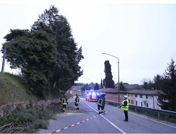 Siena: Pianta si schianta sulla carreggiata. Chiusa via Aretina, arrivano i&nbsp;pompieri