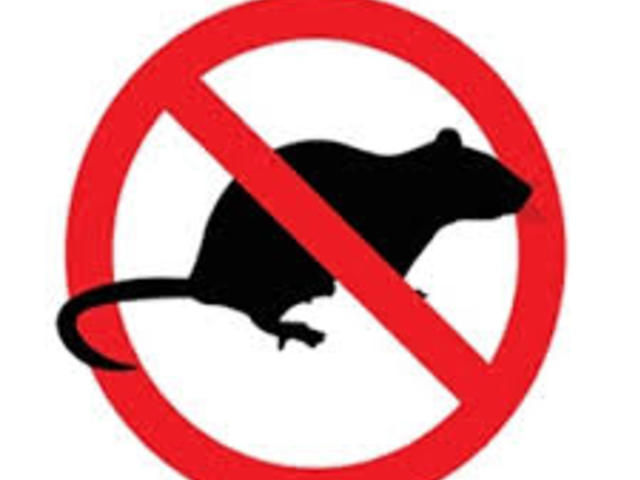 Siena: Prosegue l’attività di&nbsp;derattizzazione