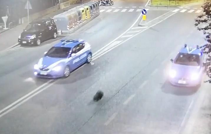 Toscana: Un istrice vaga sui viali scortato dalla&nbsp;polizia