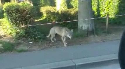 Toscana: Per le strade nessuno in giro tranne il&nbsp;lupo