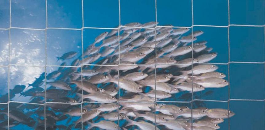 Toscana: Pesce invenduto, acquacoltura al&nbsp;tracollo