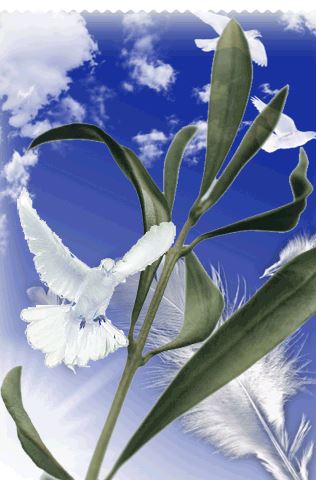 Italia, Domenica delle palme, la Cei: “Il ramo d’ulivo può essere benedetto anche in casa”. Ecco come&nbsp;fare