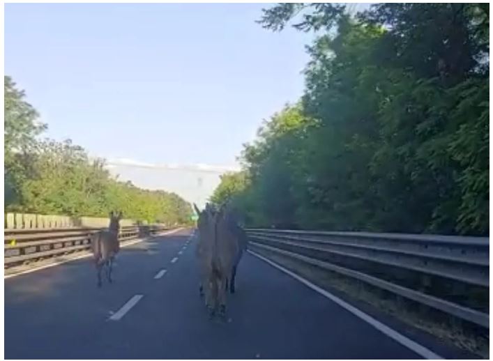 provincia di Siena: Asini a spasso sulla Siena-Bettolle, auto&nbsp;bloccate
