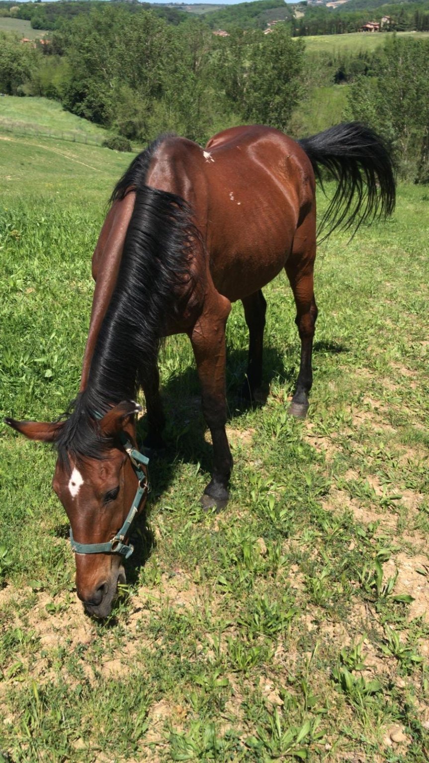 Siena: La storia a lieto fine di&nbsp;Botticello