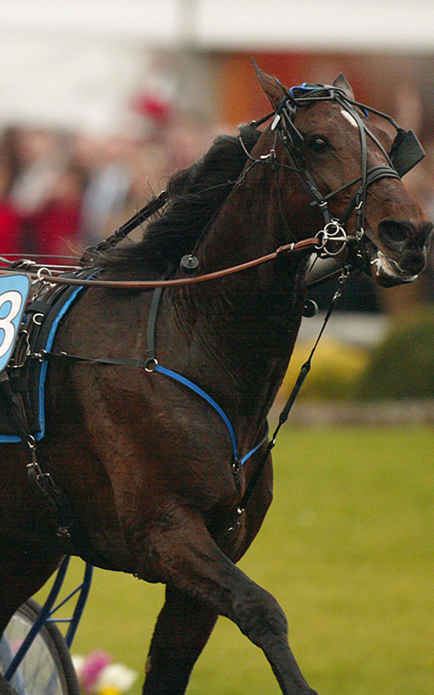 Ippica: Il cavallo più veloce del mondo – Il Capitano&nbsp;Varenne