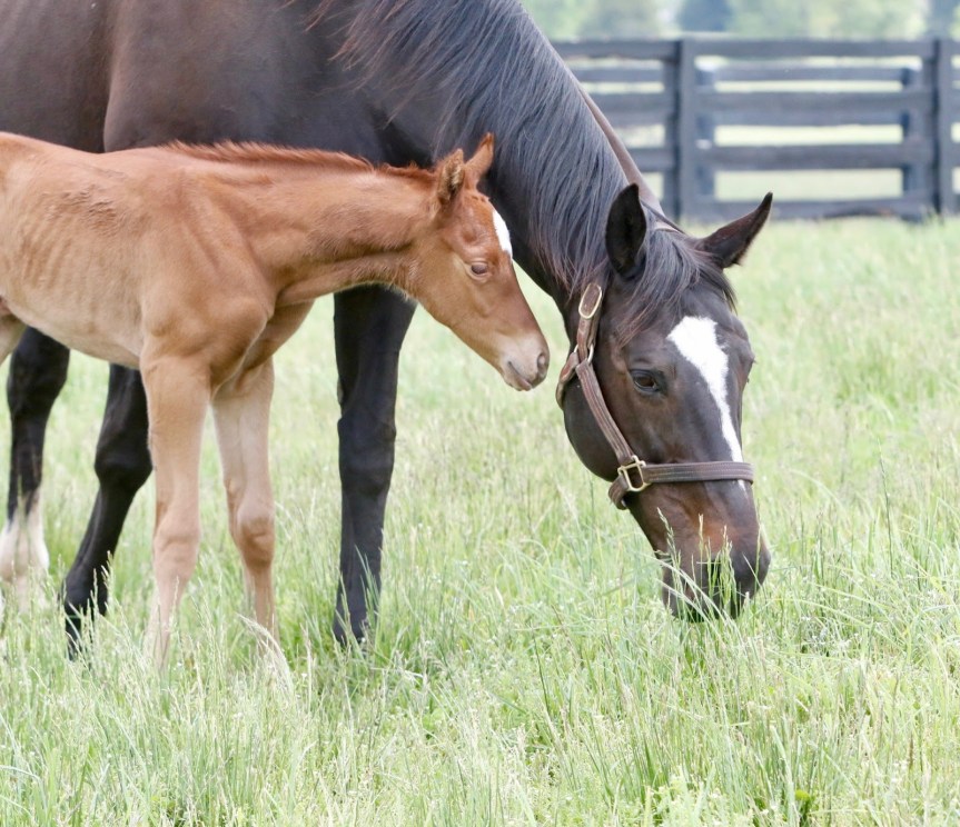 Ippica, Allevamento: Fiocco rosa per Zenyatta! Nata la piccola da Candy Ride. Ecco la storia della campionessa che ha fatto emozionare il&nbsp;mondo