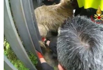 Siena: Cane rimane incastrato in una ringhiera, i vigili del fuoco lo&nbsp;salvano