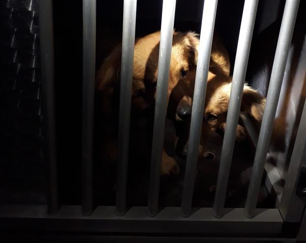 provincia di Siena: Cani smarriti a Castelnuovo Berardenga, sono al canile di&nbsp;Murlo