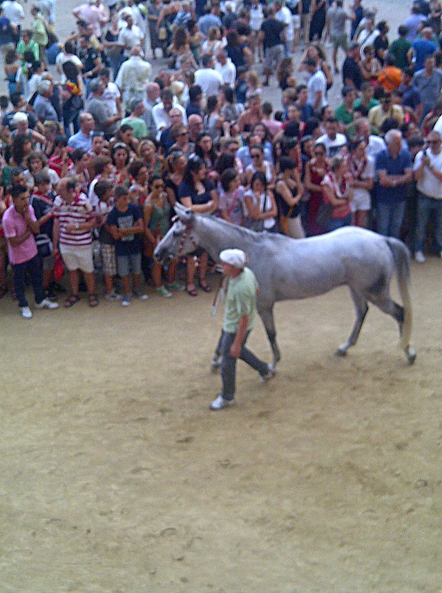 Palio di Siena, Potenza del Palio: c’è un posto nel Chianti dove si può dormire in mezzo alla magia dei cavalli che hanno vinto nella&nbsp;Selva