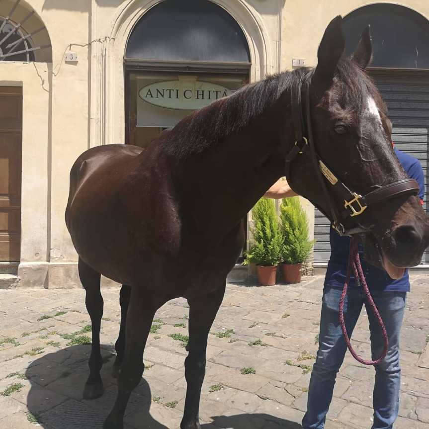 Palio di Siena: Oggi 02/07 il cavallo Berio ha sfilato per le vie&nbsp;cittadine