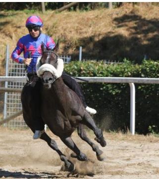 Palio di Fucecchio: È tempo di Palio.  Ma c’è incertezza sulla&nbsp;data