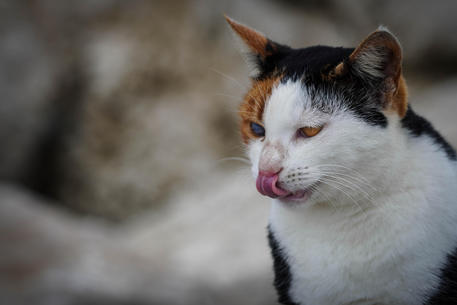 Siena, Cresce il numero dei gatti abbandonati: “In molti casi equivale a ucciderli”