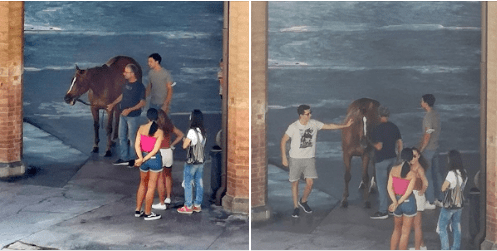 Palio di Siena: Già del Menhir, aperitivo nell’Istrice con il&nbsp;barbero