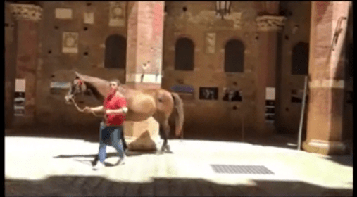 Palio di Siena, senza Palio per la prima volta dopo 76 anni: Ma Istriceddu e Già del Menhir hanno&nbsp;girato