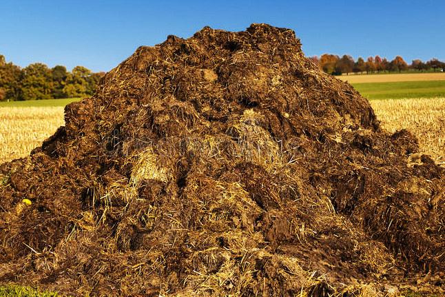 Toscana: Scarica un carro di letame davanti al&nbsp;Municipio