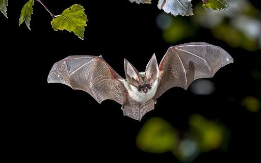 Siena, La scienza esulta per la presenza di pipistrelli: monitoraggio del National Biodiversity Future Center sugli eroi della&nbsp;notte