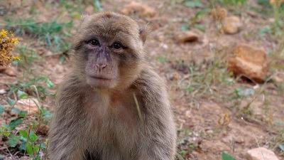 Toscana: Le bertucce salvate formano una&nbsp;famiglia